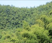 竹子的特點有哪些？